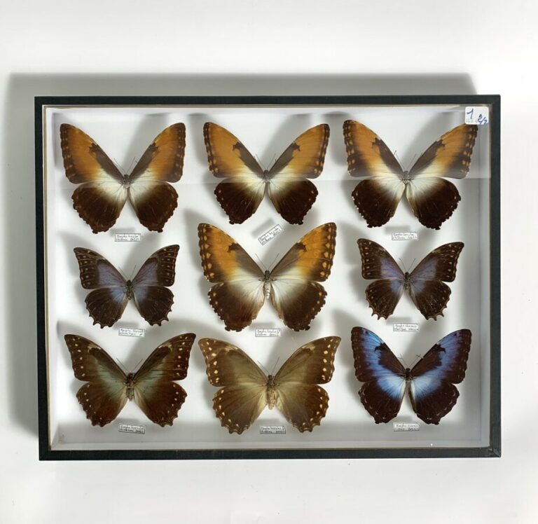 Boîte de papillons : 9 Morphos