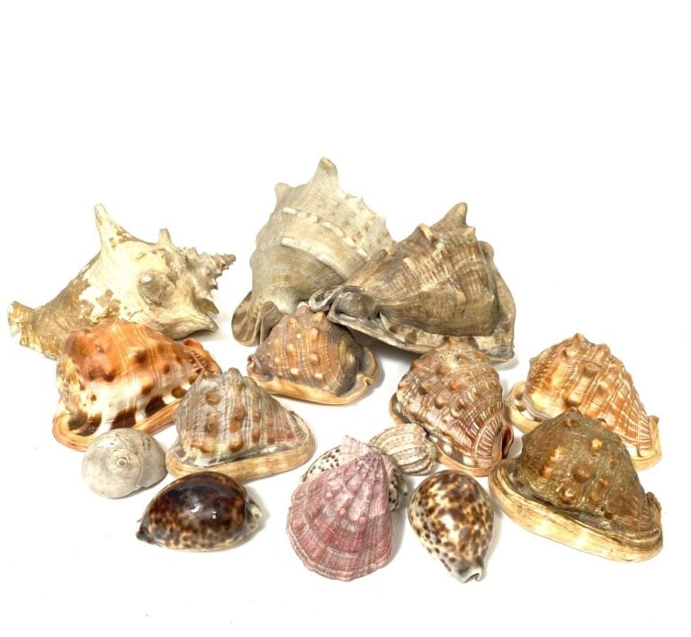 Lot de coquillages et minéral