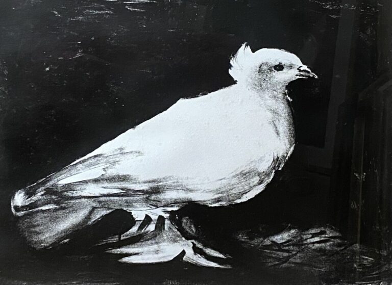Pablo PICASSO (1881-1973) ( d 'apres) - La colombe, 1949 (bloch 583 ; Mourlot 1…