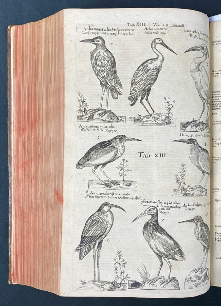 [ALDROVANDRE (Ulysse)] : - Ulyssis Aldrovandi philosophi ac medici Bononiensis…