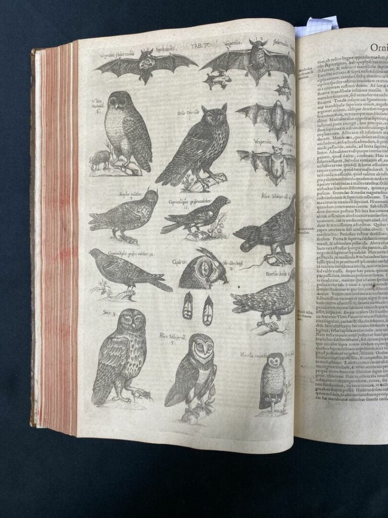 [ALDROVANDRE (Ulysse)] : - Ulyssis Aldrovandi philosophi ac medici Bononiensis…