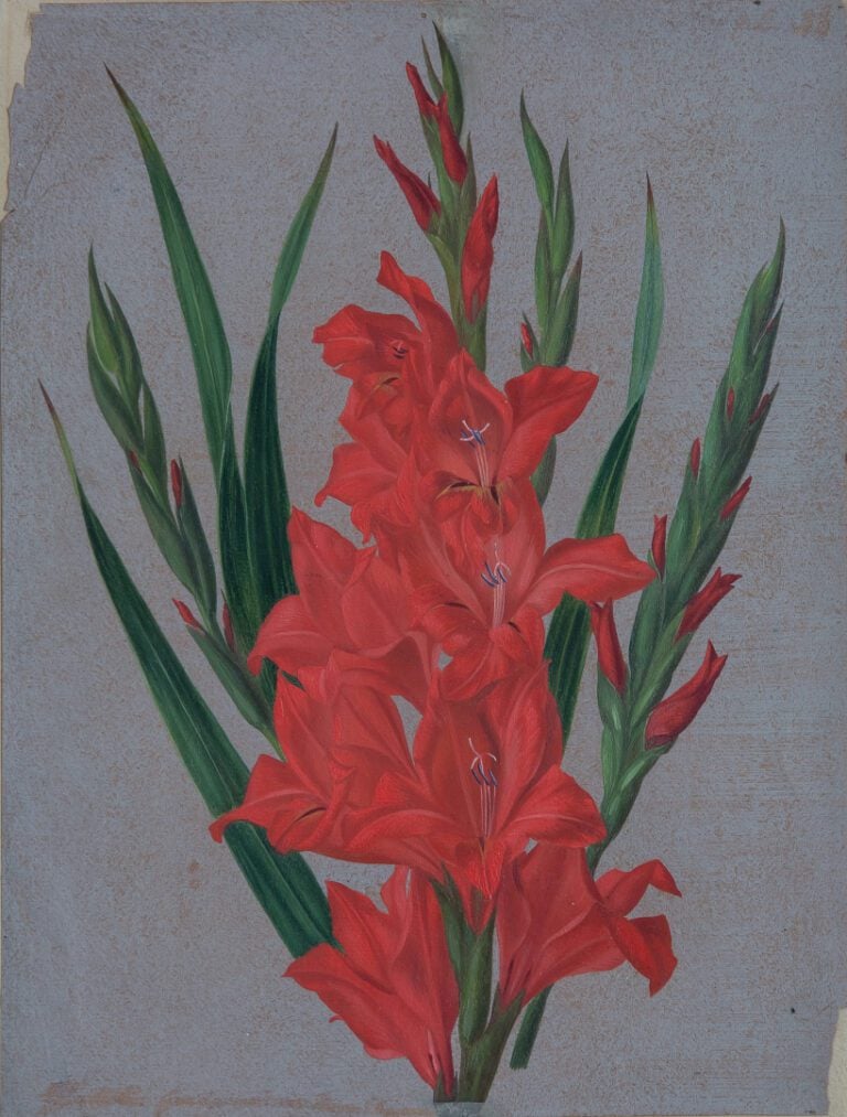 Atelier de Pierre-Joseph REDOUTE. - Etude de lis rouges - Dessin à la gouache s…