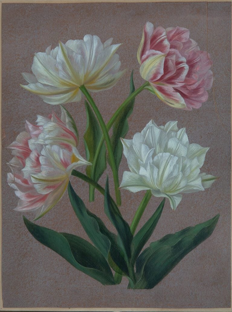 Atelier de Pierre-Joseph REDOUTE. - Etude de pivoines - Dessin à la gouache sur…