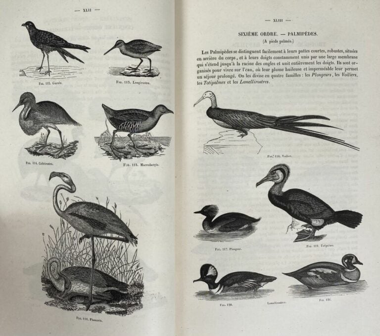 [Chenu:Leçons élémentaires d'Histoire Naturelle des animaux comprenant un aperç…