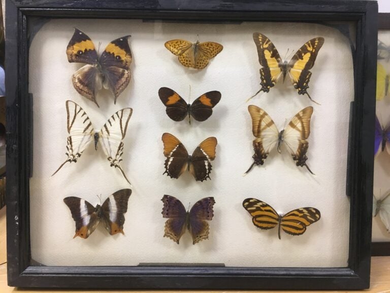 Deux panneaux de papillons divers