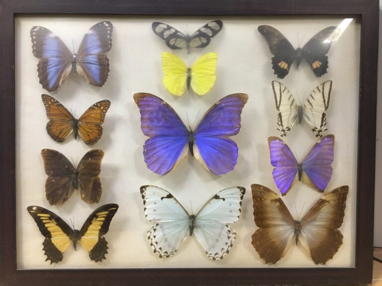 Deux panneaux de papillons divers
