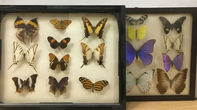 Deux panneaux de papillons divers