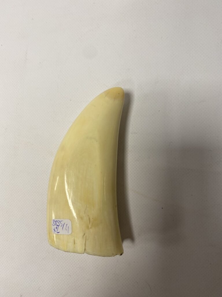 Deux scrimshaws en dent de cachalot à décor gravé sur le thème marin, l'un grav…