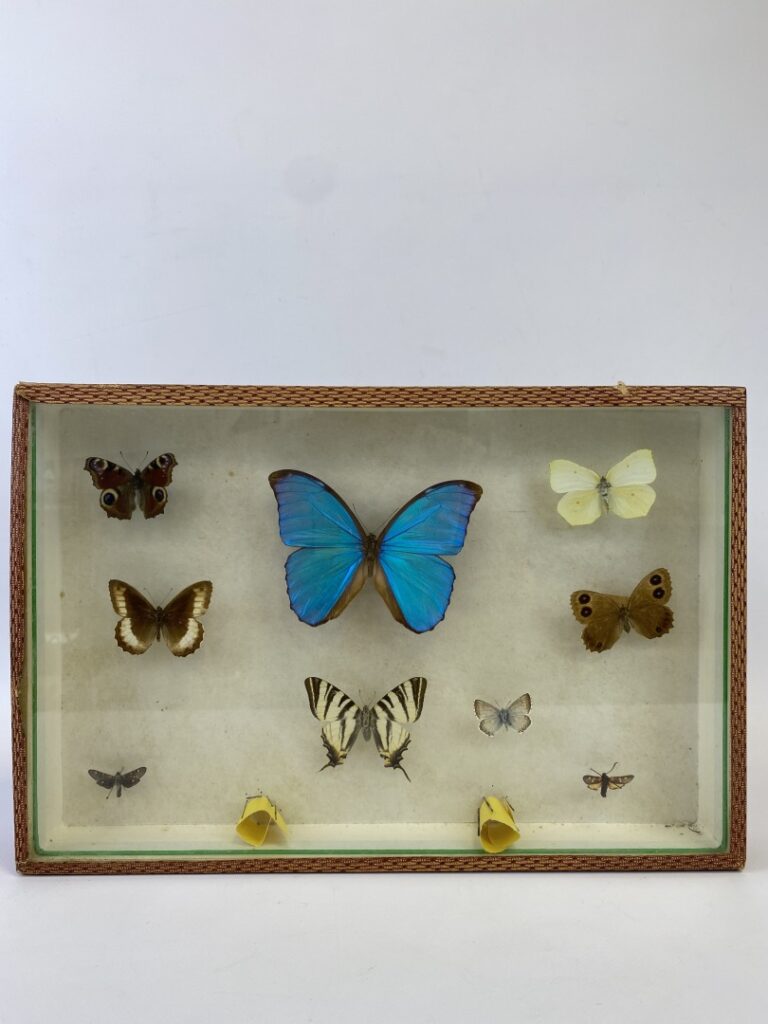 Ensemble de cinq boites entomologiques contenant divers papillons - (en l'état)…