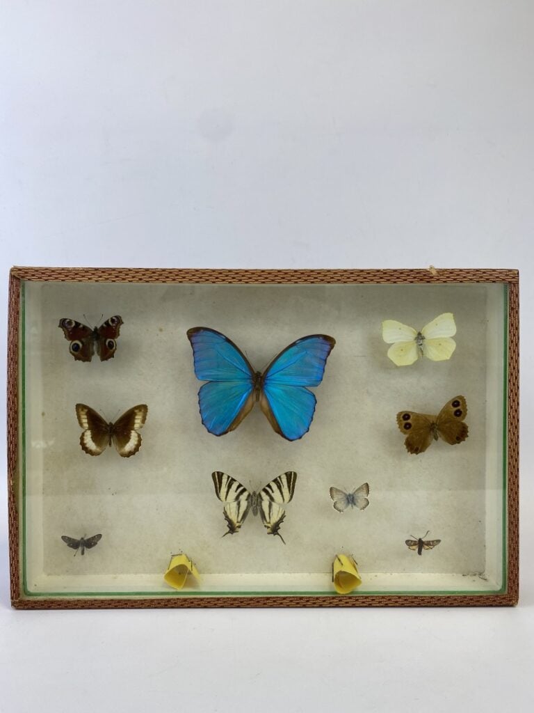 Ensemble de cinq boites entomologiques contenant divers papillons - (en l'état)…