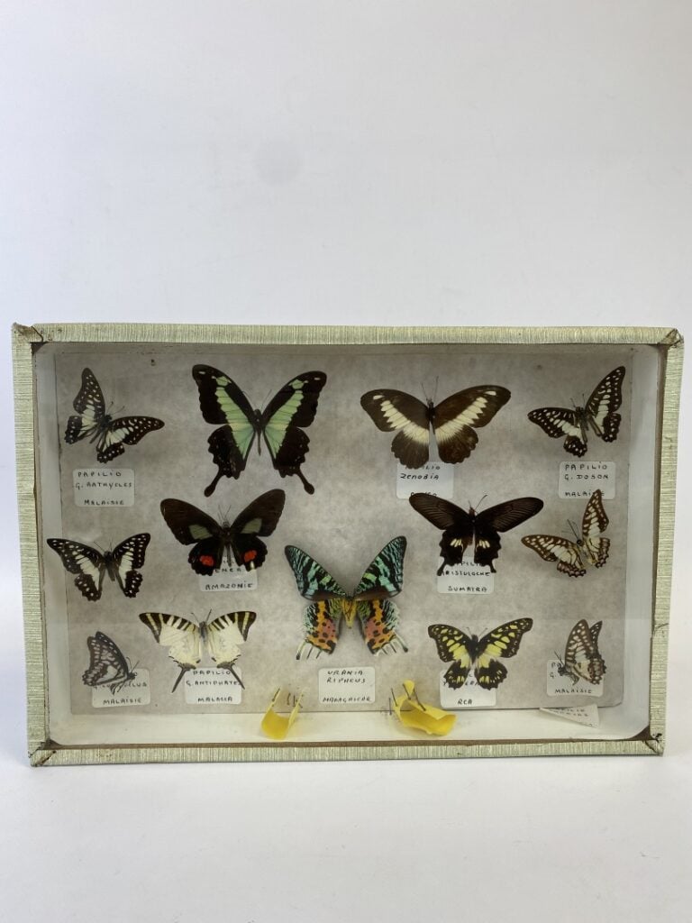 Ensemble de cinq boites entomologiques contenant divers papillons - (en l'état)…