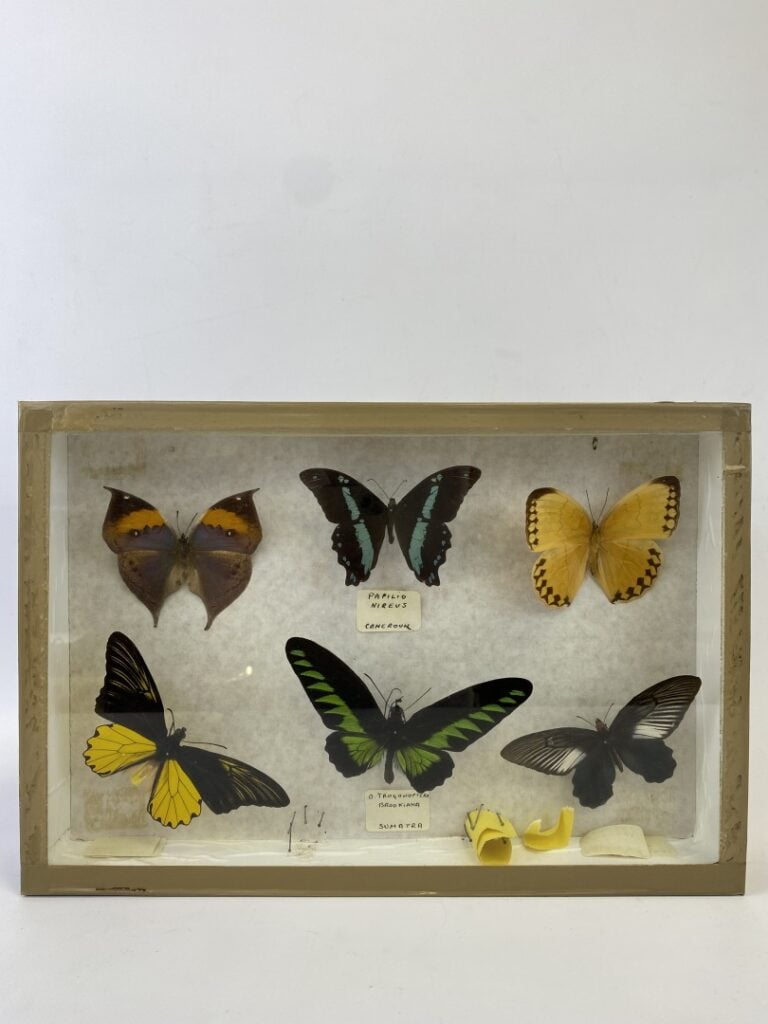 Ensemble de cinq boites entomologiques contenant divers papillons - (en l'état)…