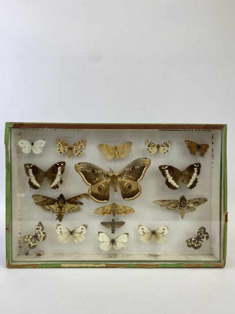 Ensemble de cinq boites entomologiques contenant divers papillons - (en l'état)…