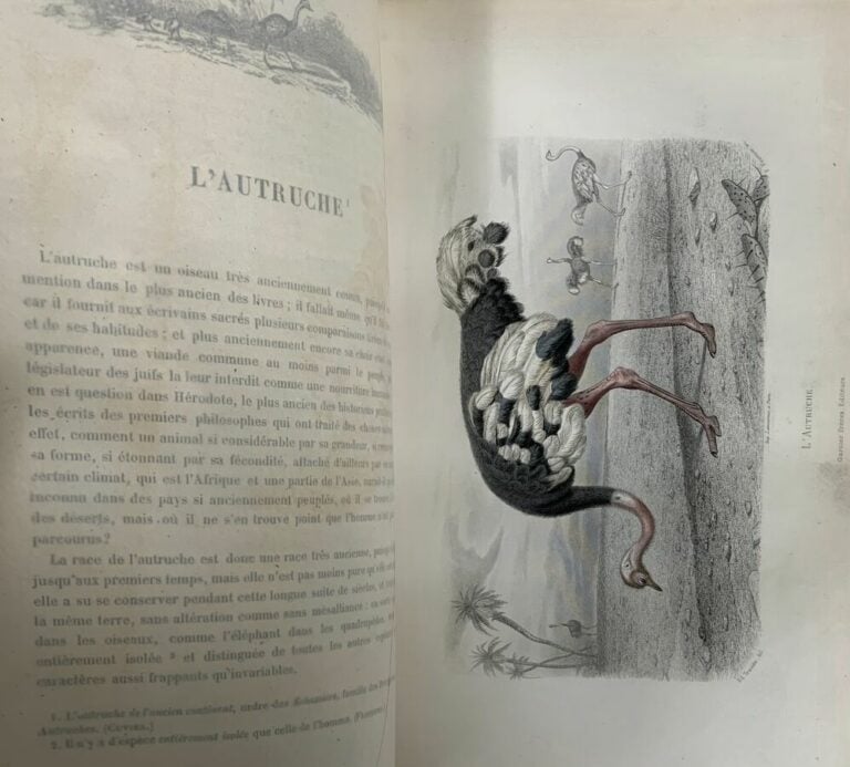 Galerie d'Histoire Naturelle - Paris, Garnier frères, s.d. - In-4 pl chagrin.