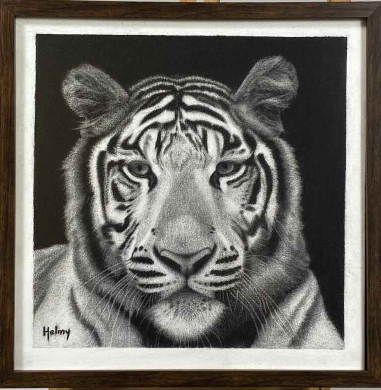 HELMY. Tête de tigre. Fusain , signé en bas à gauche, 30 x 30 cm