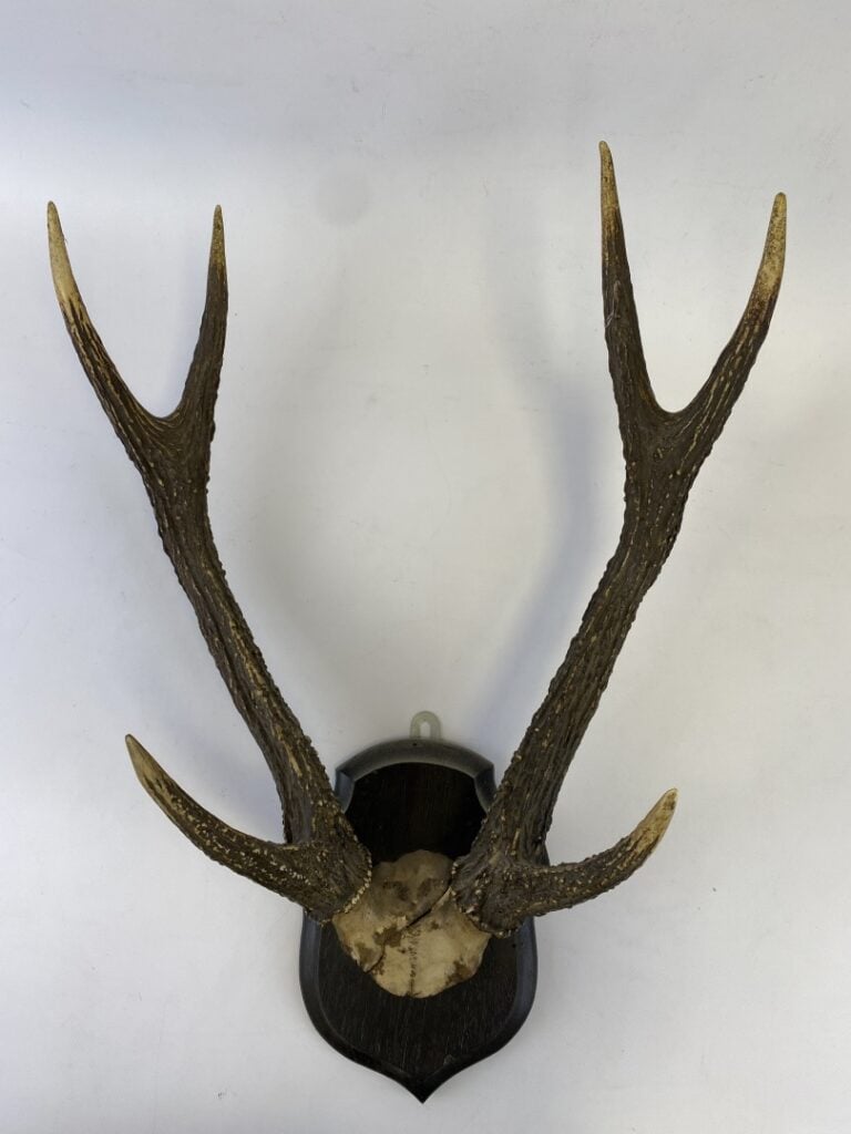 Paire de trophées de chasse de cerfs, présenté sur un panneau de bois