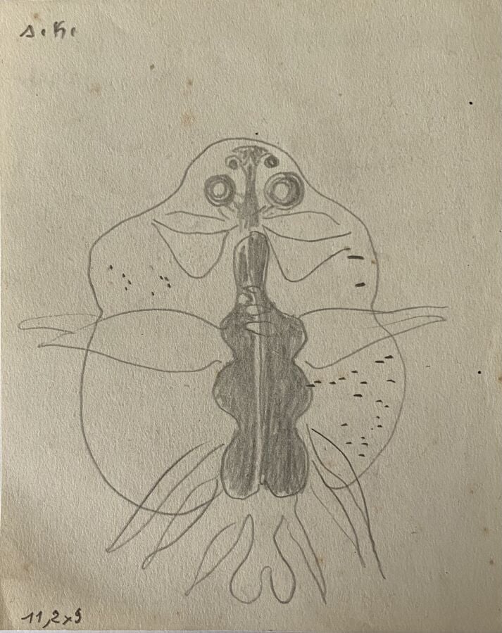 Slavko KOPAC (1913-1955) - Animal, 1946-1947 - Crayon sur papier, monogrammé au…