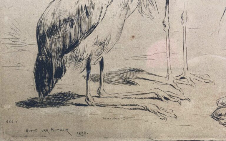 Ewert Louis VAN MUYDEN (1853-1922) - Etude d'animaux - Eau-forte - Signée en ba…
