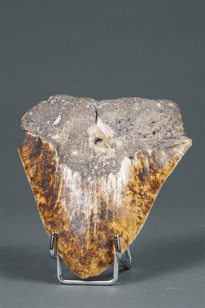 Dent de carcharodon megalodon (concrétions calcaires). - Hauteur: 12 cm. Largeu…