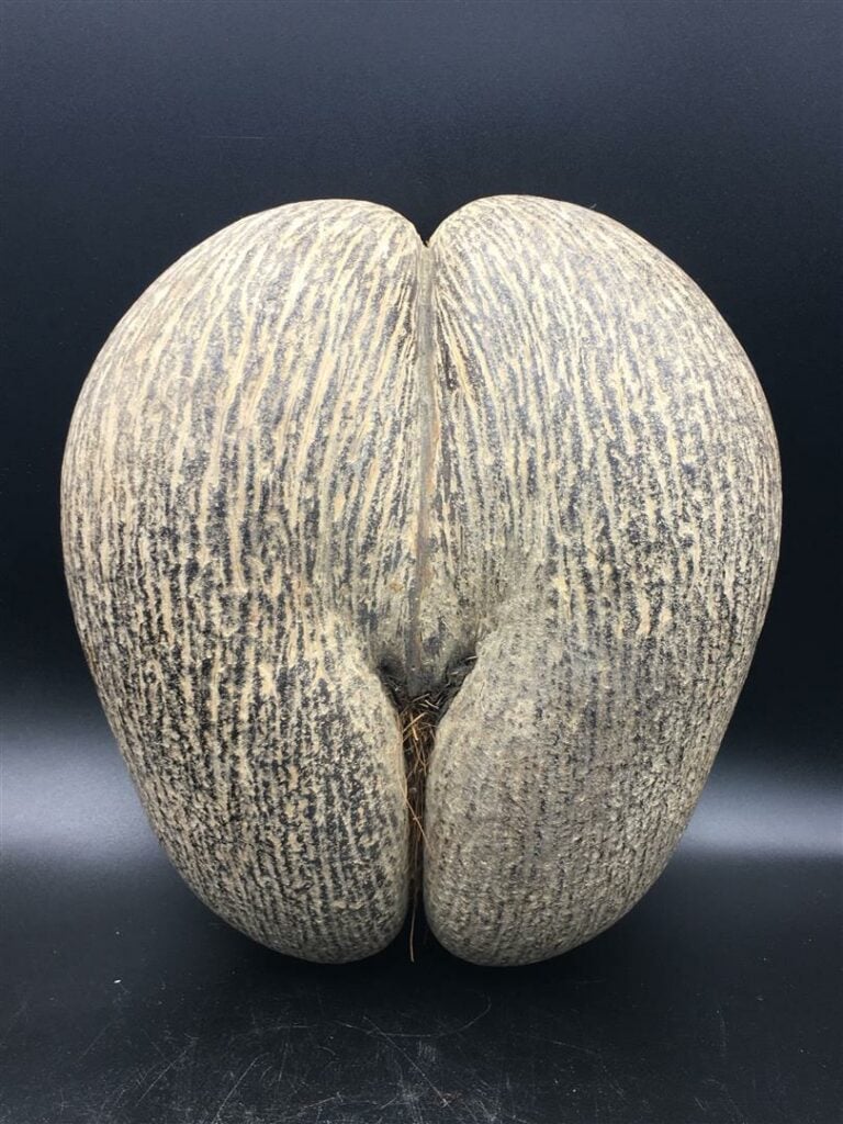 Coco-fesse. - Longueur: 30 cm.