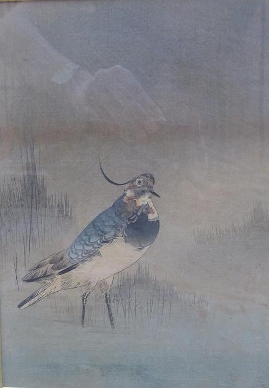 LOT DE CINQ (5) PIECES ENCADREES: - > Encre et couleurs représentant un oiseau…