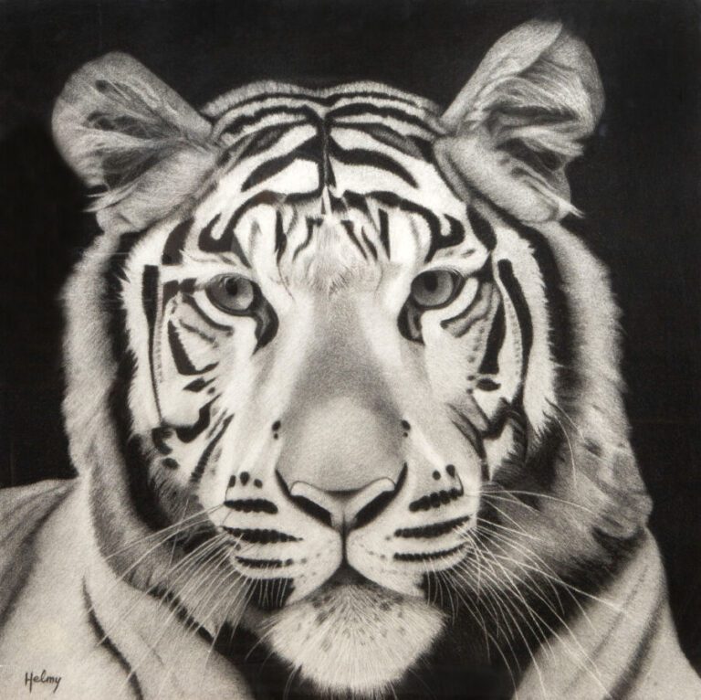 Helmy ( XXème siècle) - Tête de tigre. - Fusain , signé en bas à gauche - 70 x7…
