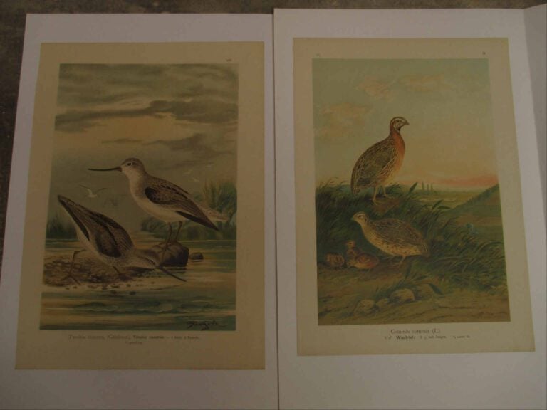 Bruno GEISLER - A. G - Caille et ses petits - Terekia cinerea - Planches reprod…