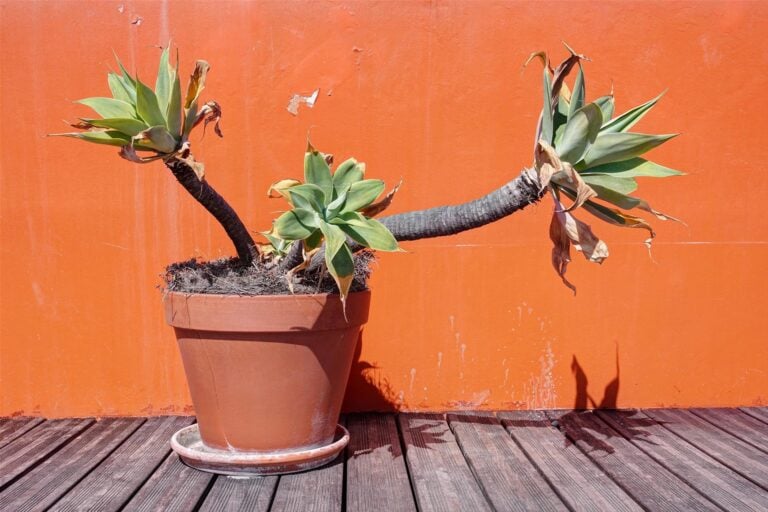 Lot de 4 plantes en pots de la terrasse de la piscine