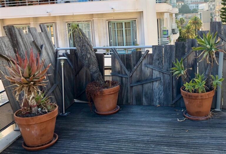 Lot de six plantes en pots. [terrasse 48]