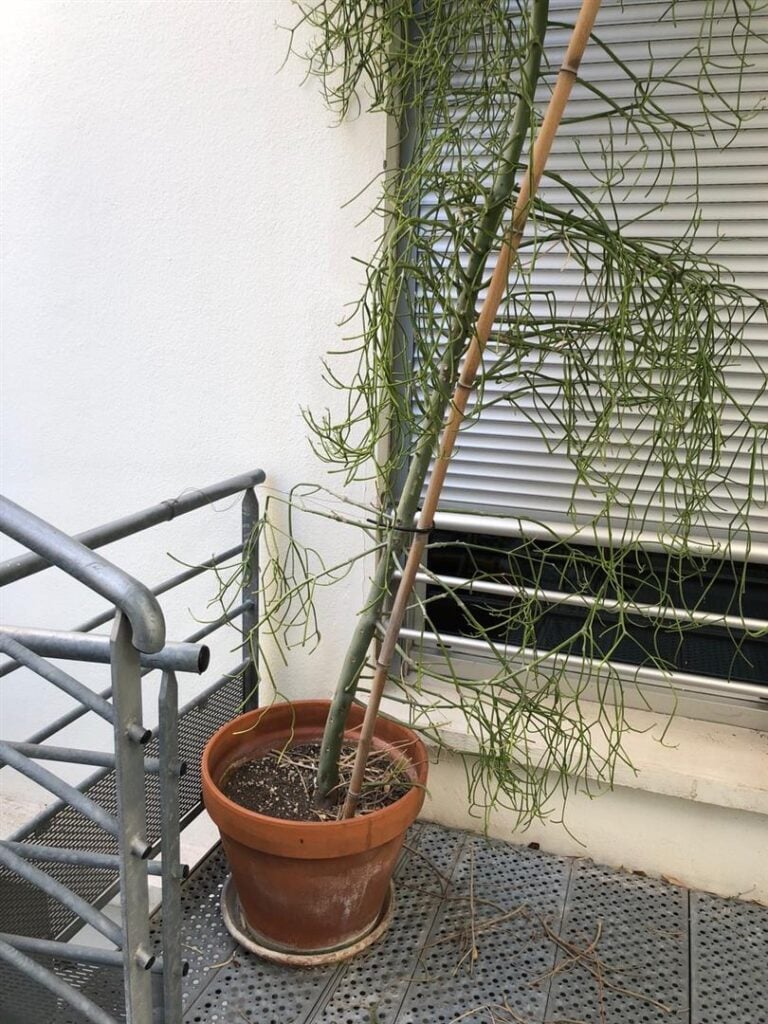 Trois plantes en pots.[palier extérieur 4]