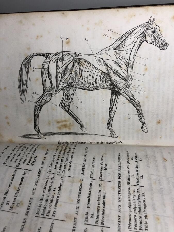 Saint - Ange (M. de) - Cours d'Hippologie. Édité à Saumur chez P. Godet en 1850…