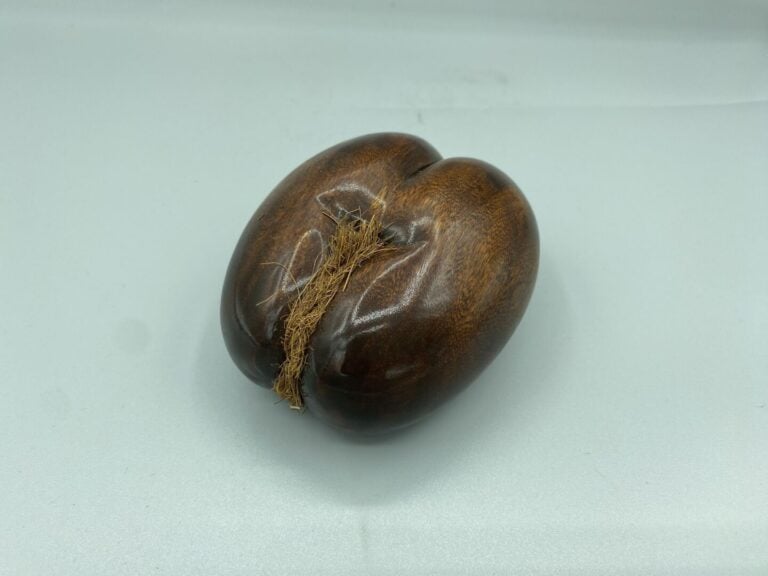 Coco-fesse ou coco de mer de petite taille - 10 x 8 cm