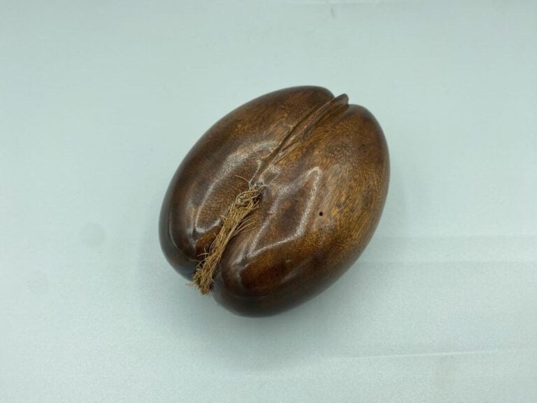 Coco-fesse ou coco de mer de petite taille - 10 x 8 cm