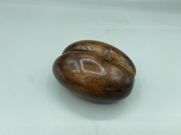Coco-fesse ou coco de mer de petite taille - 10 x 8 cm