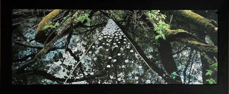 NILS-UDO (1937-) - Forêt ,2000 - Photo couleurs sur aluminium signée , datée au…