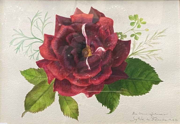 Sylvie de Flandre, « étude de roses rouges ». - Aquarelle dédicacée, signée et…
