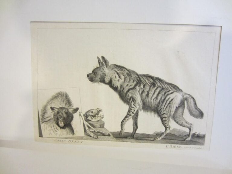 ANIMAUX