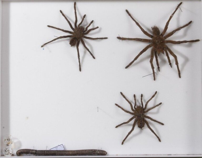Arachnides- Coléoptères - Lépidoptère