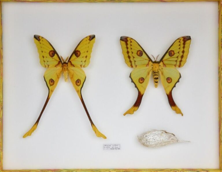 Argema mittrei (1m-1f)- Copiopteryx dont derceto (2m-1f)- Sphingida