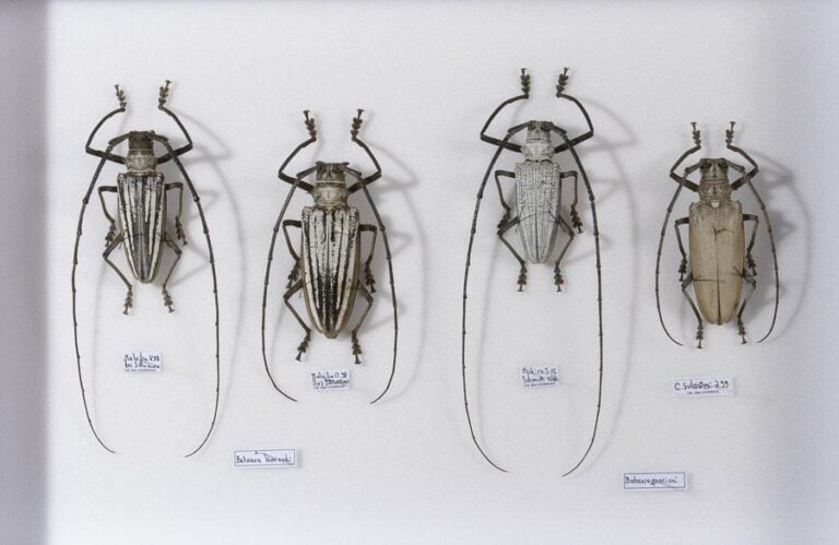 Batocera kibleri (1m-1f), porioni (1m), lamondi (1m-1f), wallacei (1m-1f) et diver