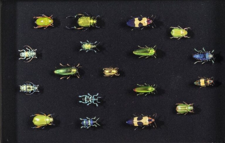 Bel ensemble de Coléoptères exotiques présentés sur fond noi