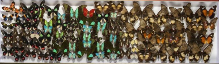 Bel ensemble de Lépidoptères exotiques (107 x 32 c