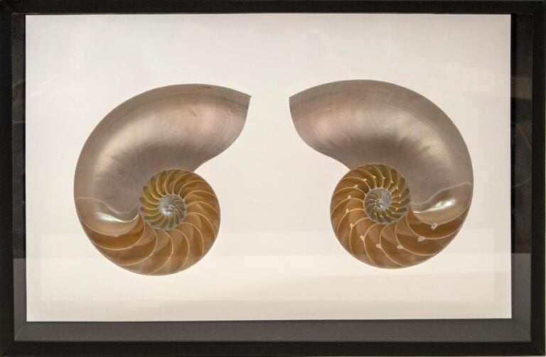 Boîte décorative double face "coupe de nautile"  10 x 46 x 8 cm