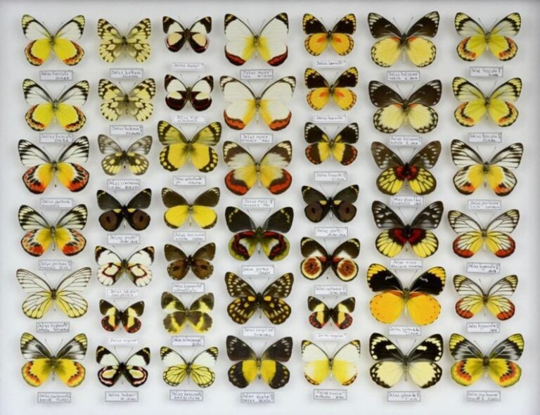 Cethosia - Delia