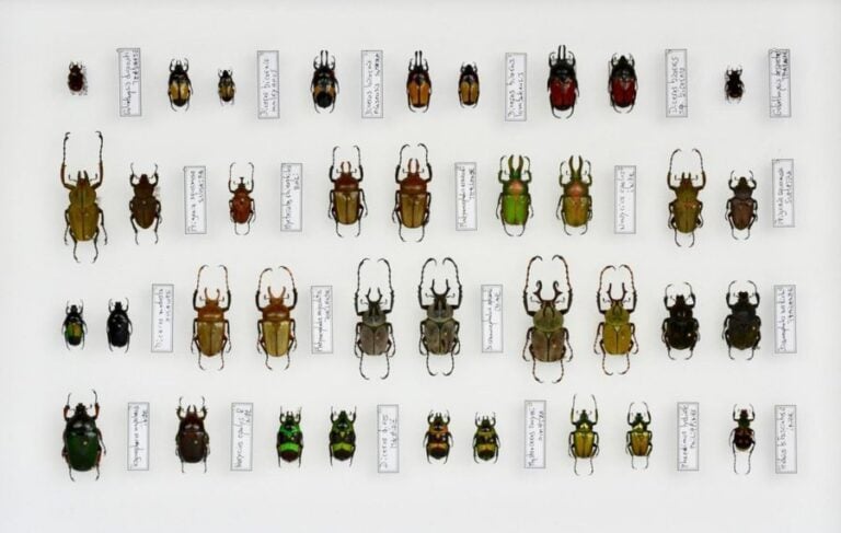 Cetonidae ( Afrique- Asie- Amérique)