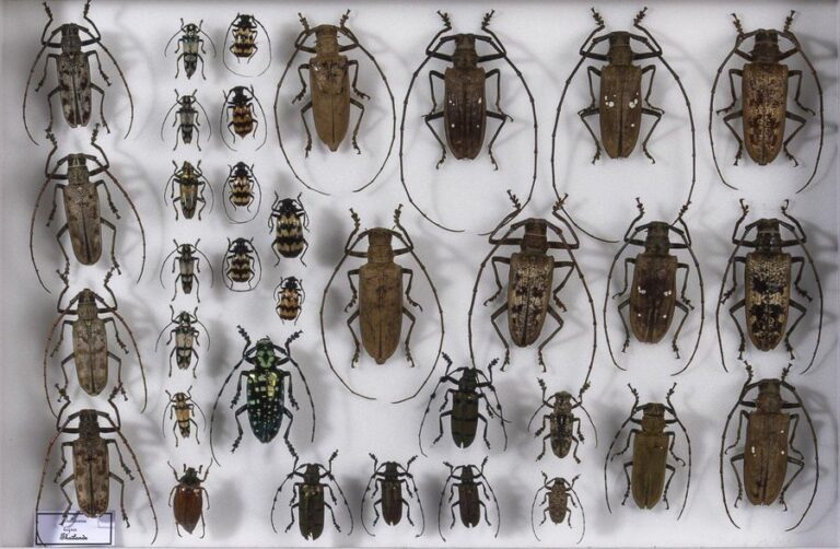 Coléoptères exotiques dont Cerambycidae, Buprestidae- Dynastidae, Cetonida