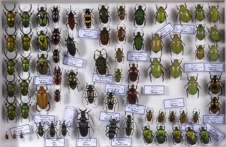Coléoptères exotiques dont Cetonidae, Curculionidae, Buprestidae, Lucanidae, Rutelidae et diver
