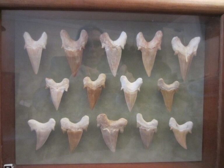 COLLECTION DE DENTS DE REQUINS FOSSILE