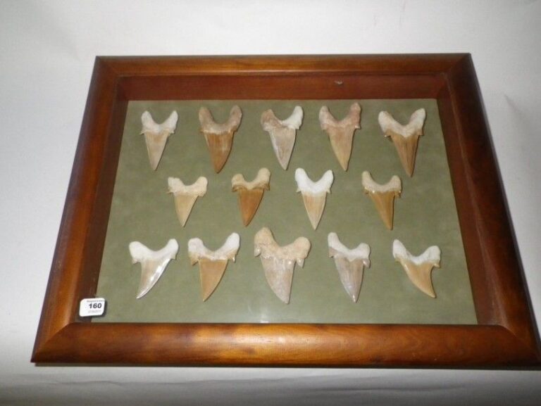 Collection de dents de requins fossiles Quatorze dents de différentes tailles présentées dans un cadre vitrin