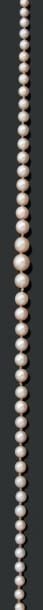 COLLIER composé d'un rang de perles de culture blanches, en chut